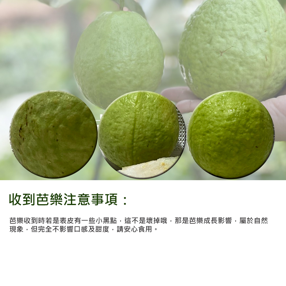 收到芭樂注意事項:芭樂收到時若是表皮有一些小黑點,這不是壞掉哦,那是芭樂成長影響,屬於自然,現象,但完全不影響口感及甜度,請安心食用。