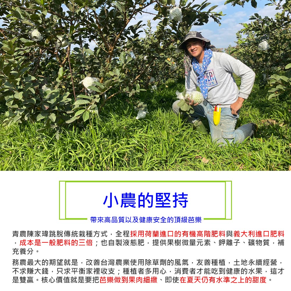 小農的堅持,帶來高品質以及健康安全的頂級芭樂,青農陳家瑋跳脫傳統栽種方式,全程採用荷蘭進口的有機高階肥料與義大利進口肥料,成本是一般肥料的三倍;也自製液態肥,提供果樹微量元素、鉀離子、礦物質,補,充養分。務農最大的期望就是,改善台灣農業使用除草劑的風