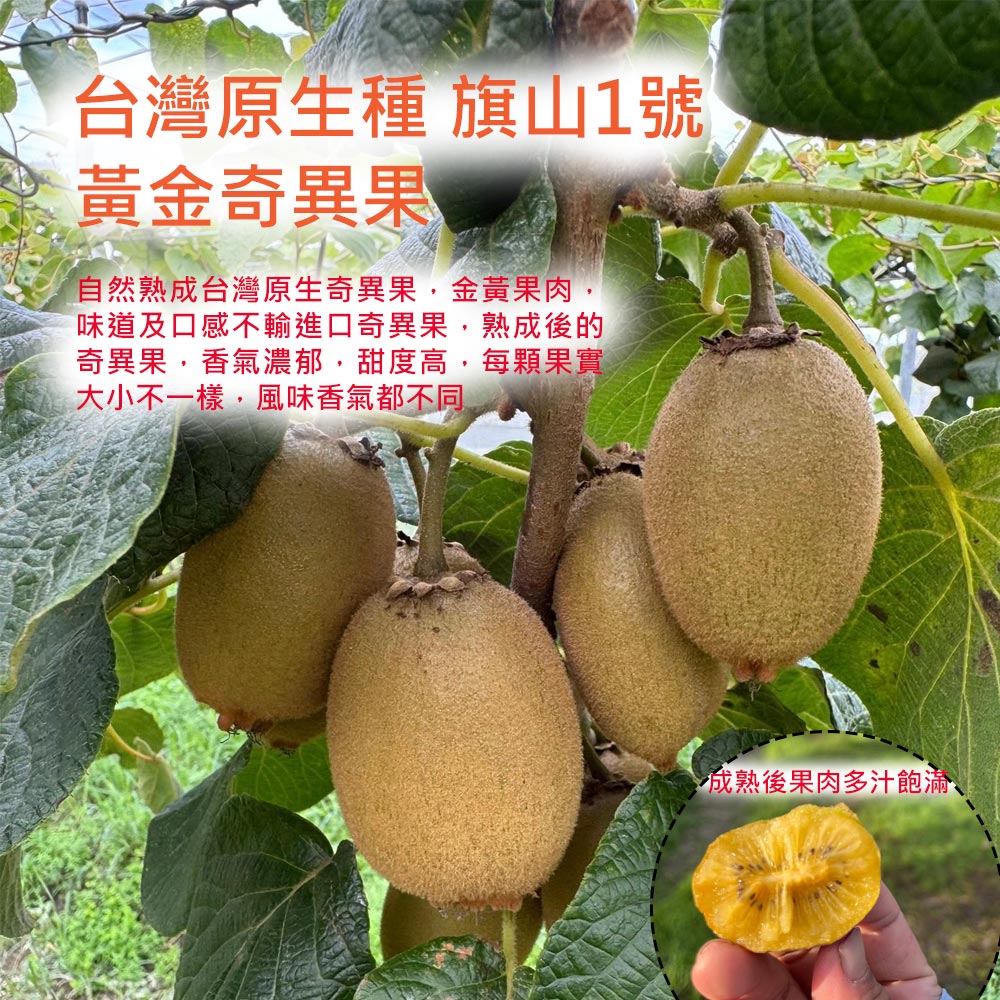 台灣原生種 旗山1號,黃金奇異果,自然熟成台灣原生奇異果,金黃果肉,味道及口感不輸進口奇異果,熟成後的,奇異果,香氣濃郁,甜度高,每顆果實,大小不一樣,風味香氣都不同,成熟後果肉多汁飽滿、。