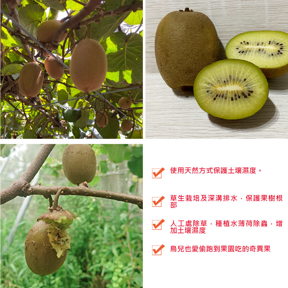 使用天然方式保護土壤濕度。草生栽培及深溝排水,保護果樹根,人工處除草,種植水薄荷除蟲,增,加土壤濕度,鳥兒也愛偷跑到果園吃的奇異果。