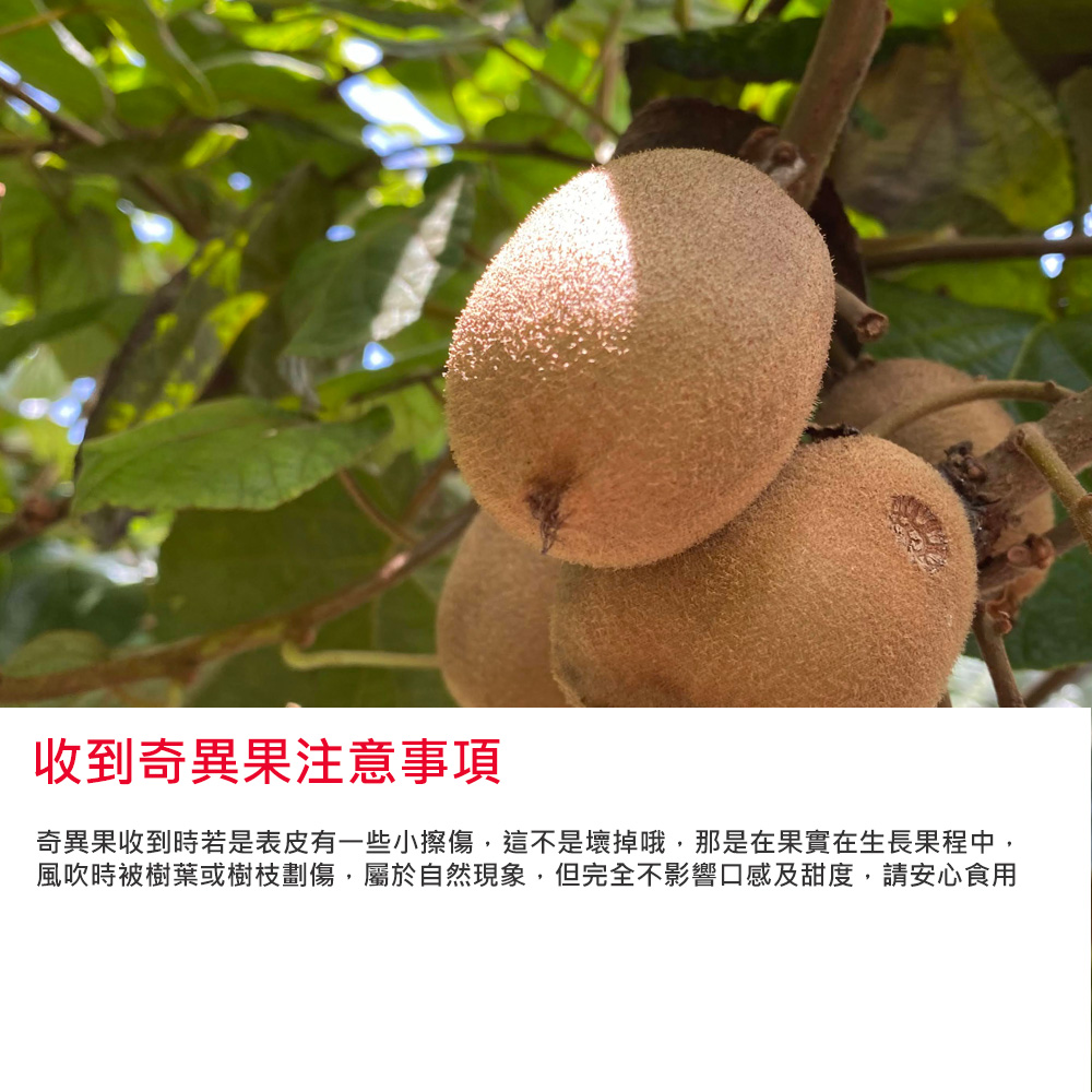 收到奇異果注意事項,奇異果收到時若是表皮有一些小擦傷,這不是壞掉哦,那是在果實在生長果程中,風吹時被樹葉或樹枝劃傷,屬於自然現象,但完全不影響口感及甜度,請安心食用。