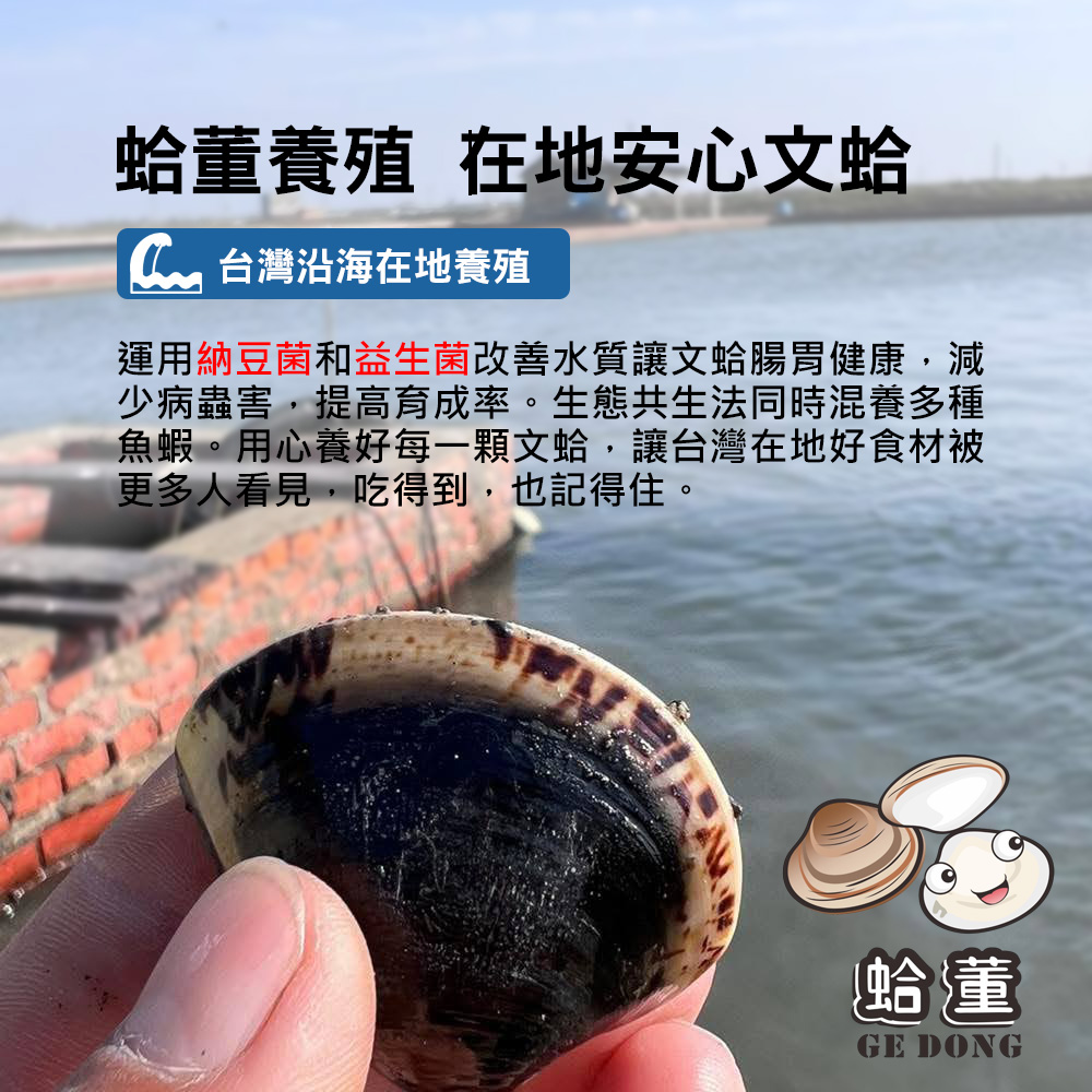 蛤董養殖 在地安心文蛤,C 台灣沿海在地養殖,運用納豆菌和益生菌改善水質讓文蛤腸胃健康,減,少病蟲害,提高育成率。生態共生法同時混養多種,魚蝦。用心養好每一顆文蛤,讓台灣在地好食材被,更多人看見,吃得到,也記得住。