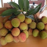 大樹玉荷包-5斤 特價：$400