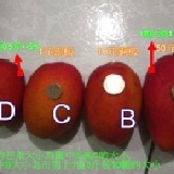 愛文芒果 (外銷日本)[農藥安檢合格]A級每箱10斤約10~12顆(大哥大)900元(已售完,勿下單)