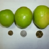 [有機]牛奶蜜棗(2.0~5.3兩/每顆)~下殺600元/每箱10斤 特價：$600