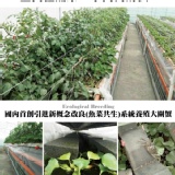 肥美大閘蟹 - ihergo愛合購