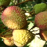 貴妃級玉荷包~5斤裝禮盒 現開放預購中 超低價 自產自銷 特價：$380