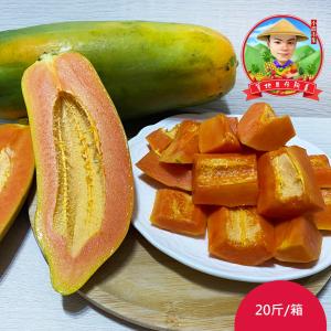 預購【草地囝仔 阿昌】屏東鹽埔台農2號木瓜20斤x1箱