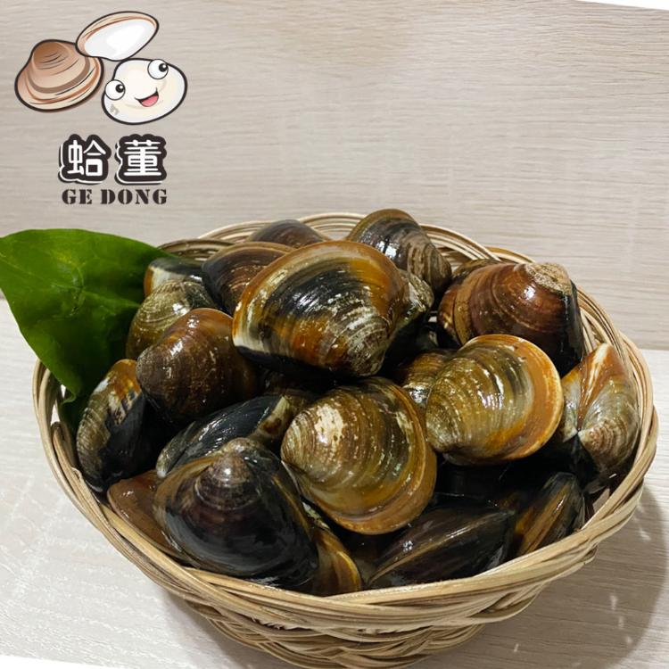 預購【蛤董養殖】台灣嘉義 納豆菌友善養殖新鮮文蛤600g/包