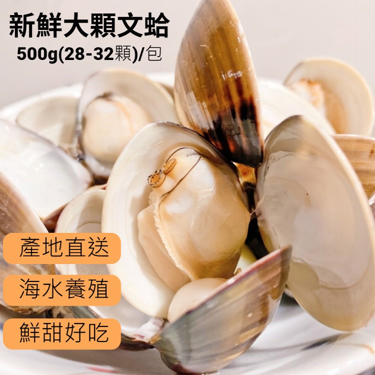免運!【樂活食堂】5包 產地直送大顆新鮮文蛤 500g(約28-32顆)/包