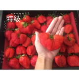 草莓特級一籃(籃子退回折20)