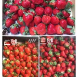 草莓2號一籃(籃子退回折20)