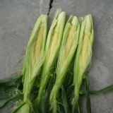 親戚家自種的玉米筍 特價：$100