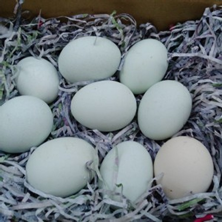 榮豐烏骨雞蛋 含箱重約2斤14兩