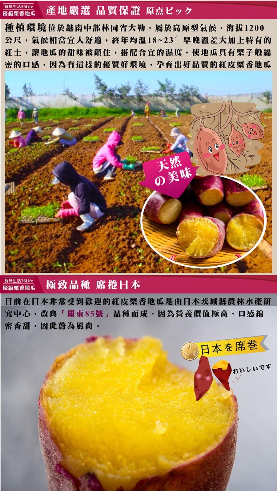 鮮綠生活36Life，產地嚴選品質保證 原点ピック，種植環境位於越南中部林同省大勒,屬於高原型氣候,海拔1200，公尺,氣候相當宜人舒適,終年均溫18~23早晚溫差大加上特有的，紅土,讓地瓜的甜味被鎖住,搭配合宜的濕度,使地瓜具有栗子般綿，密的口感,