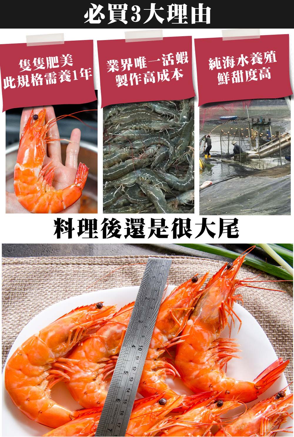 必買3大理由，隻隻肥美，此規格需養1年 業界唯一活蝦，製作高成本，純海水養殖，鮮甜度高，料理後還是很大尾。