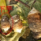 大甲芋下芋５台斤 口感品質不輸頂級芋，特惠每台斤３５元，產季即將結束，敬請把握！