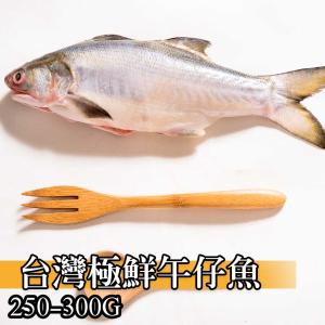 【鮮綠生活】台灣極鮮午仔魚(250-300克/尾)
