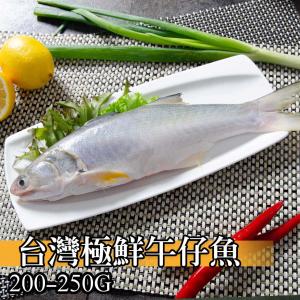【鮮綠生活】台灣極鮮午仔魚(200-250克/尾)