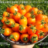 橙蜜香番茄