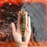 段泰國蝦精選--紅頭母蝦 特價：$380