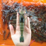 段泰國蝦嚴選--活凍蝦300元/斤 特價：$300
