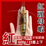 段泰國蝦精選--紅頭母蝦