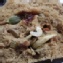 十全果子饅頭