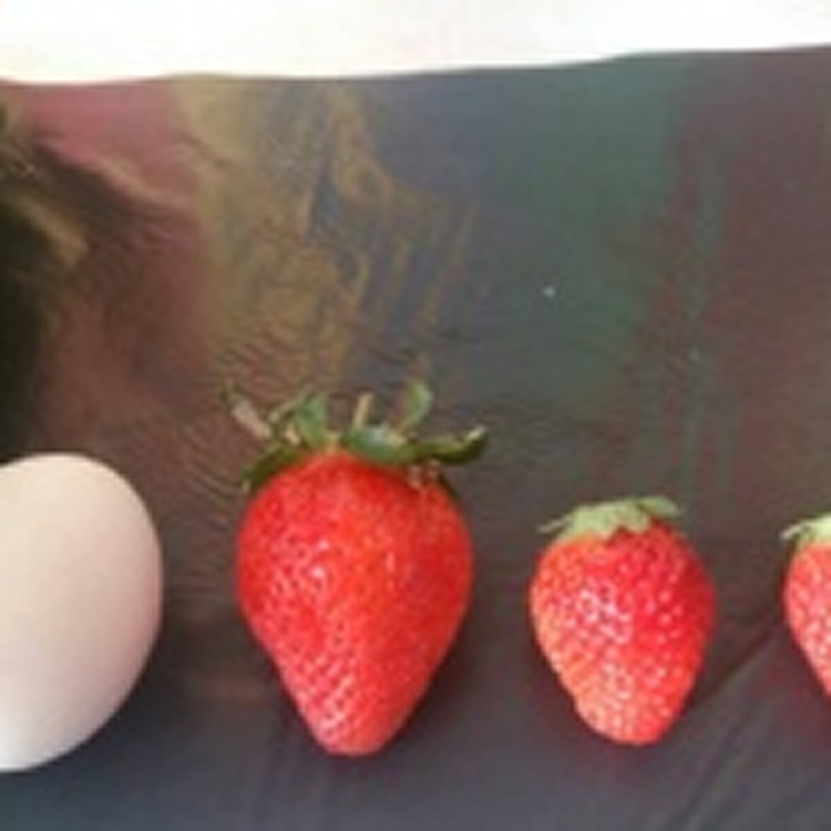 大湖特級草莓