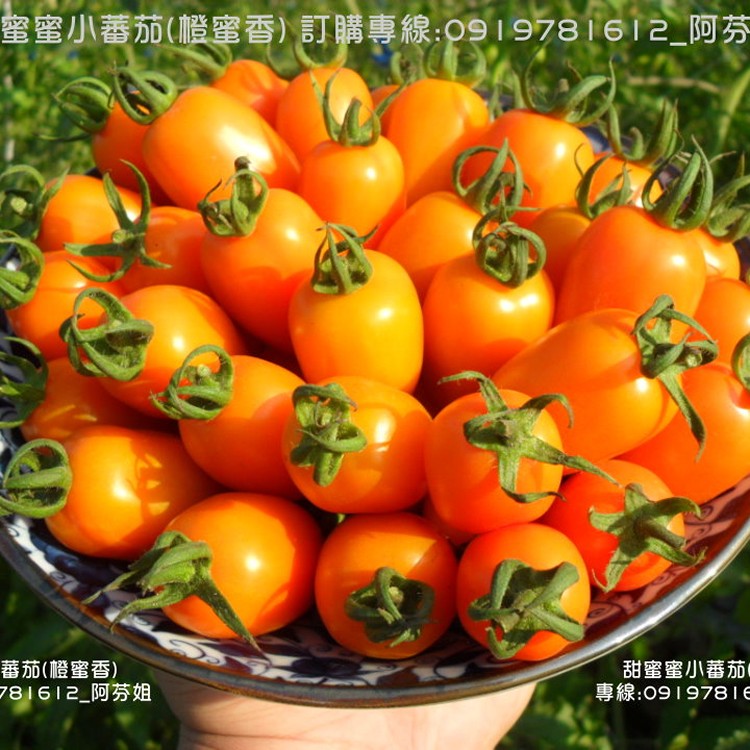 橙蜜香番茄