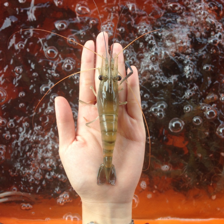 段泰國蝦嚴選--活凍蝦200元/斤