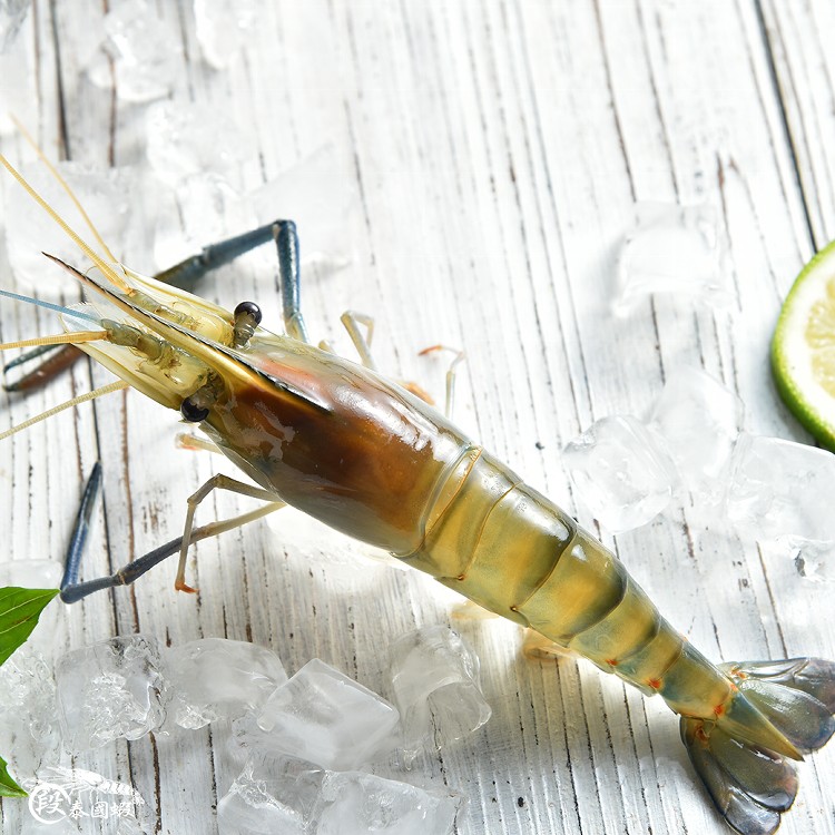 段泰國蝦精選--紅頭母蝦