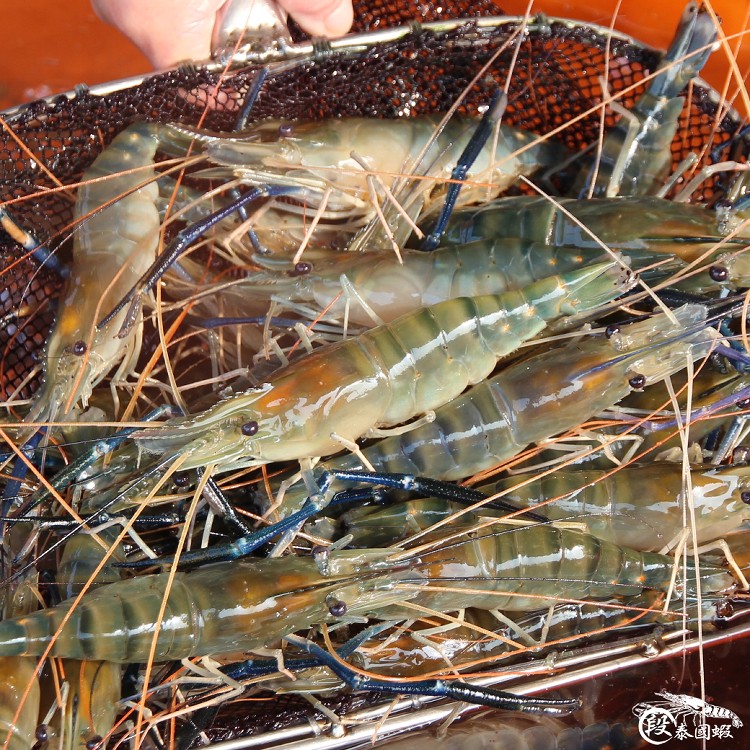 段泰國蝦精選--紅頭母蝦