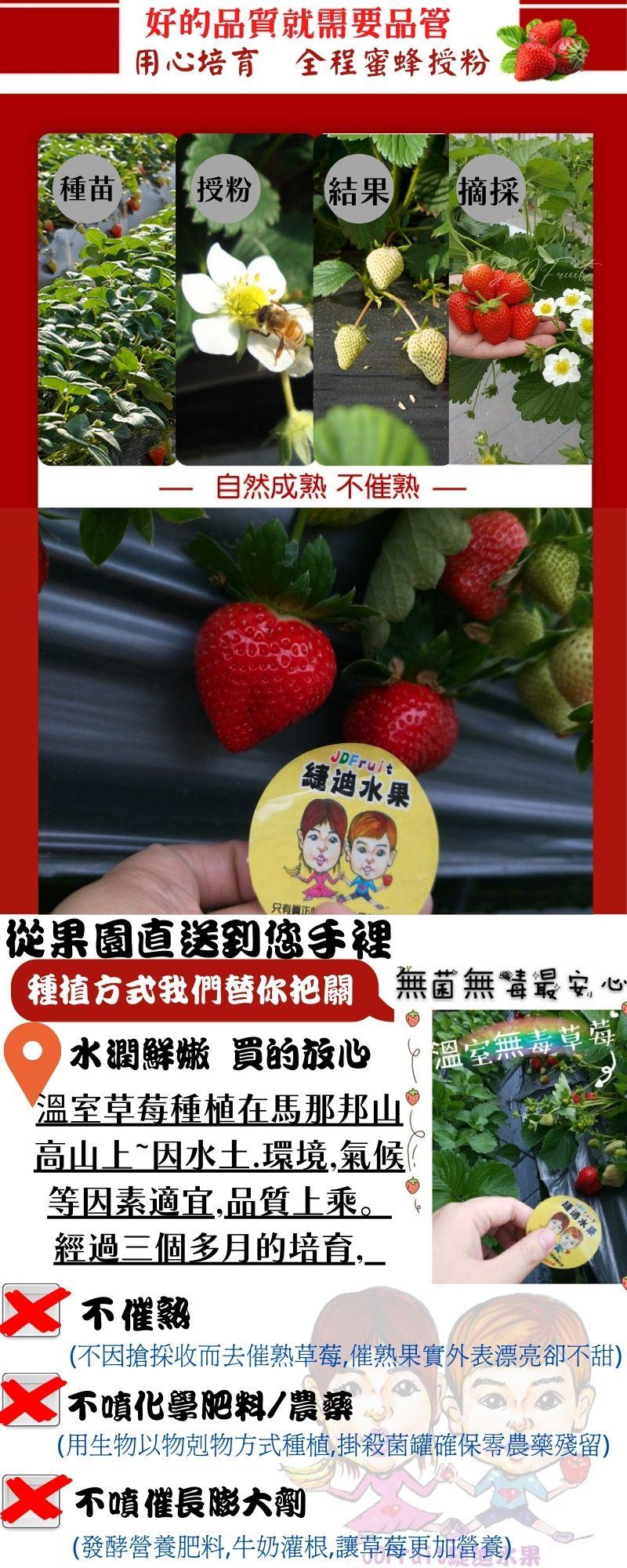 【種苗，好的品質就需要品管，用心培育 全程蜜蜂授粉，授粉 結果 摘採，自然成熟 不催熟——，縷水果，只有圓正，從果園直送到您手裡，種植方式我們替你把關，水潤鮮嫩 買的放心，溫室草莓種植在馬那邦山，高山上~因水土.環境,氣候，等因素適宜,品質上乘。經過