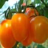 橙蜜香小蕃茄-5斤裝,有貨即時通知出貨區(合適訂購量小)