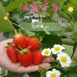 免運!【緁迪水果】2盒 馬那邦山溫室高山牛奶草莓(10~12粒)盒裝 400g+-5%/盒