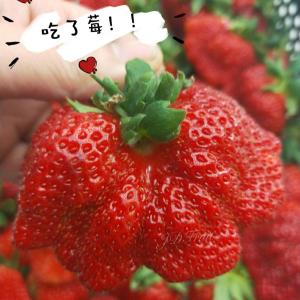 【緁迪水果】馬那邦山溫室高山牛奶草莓(15~20粒)盒裝