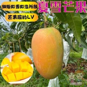 【緁迪水果】台東夏雪芒果(產地直送_芒果界的LV盛夏之金送禮推薦)
