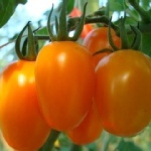 橙蜜香小蕃茄-每日限量30箱優惠價(不分大小顆)
