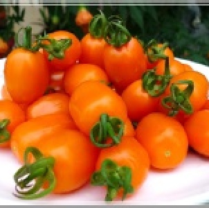 [限定] 美濃最受歡迎的橙蜜香小蕃茄，徵免運團購~