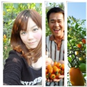 [季節限定] 美濃最受歡迎的橙蜜香小蕃茄，家庭號10斤650元 徵免運團購團~