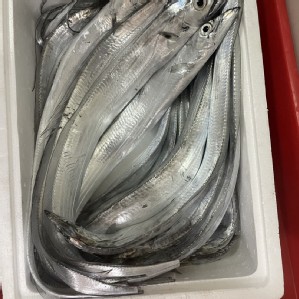 東北角-當日回港-船釣直送-白帶魚!