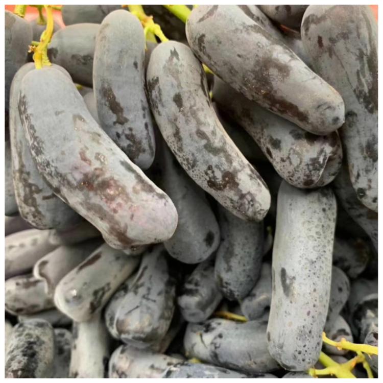 【緁迪水果】美國月亮手指葡萄