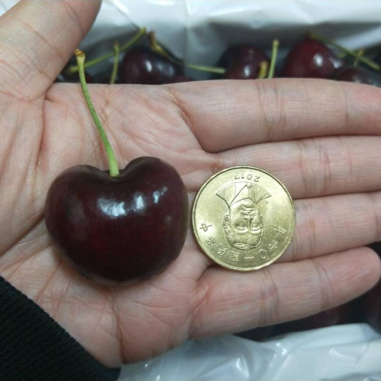 【緁迪水果】特大規格智利櫻桃8.5OR(2.5KG+-10%)禮盒裝