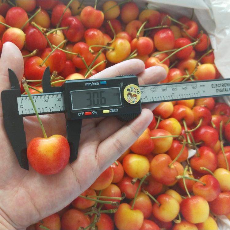 【緁迪水果】嚴選空運白櫻桃禮盒裝