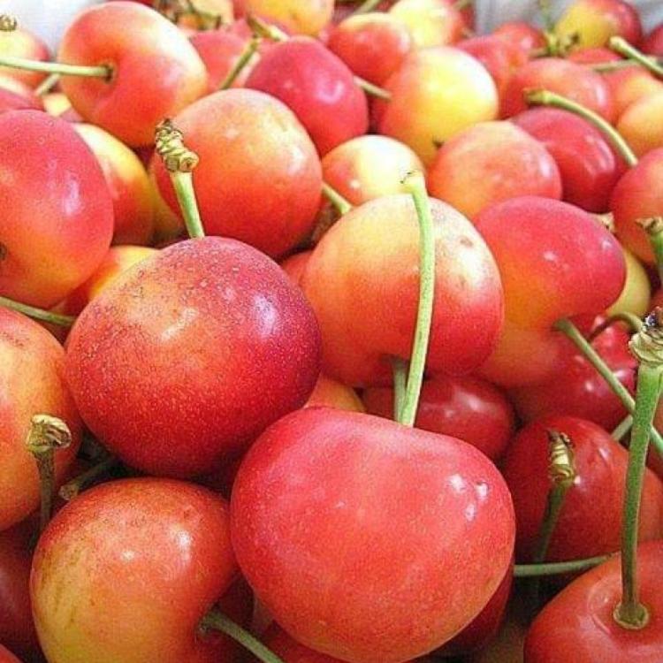 【緁迪水果】嚴選空運白櫻桃禮盒裝