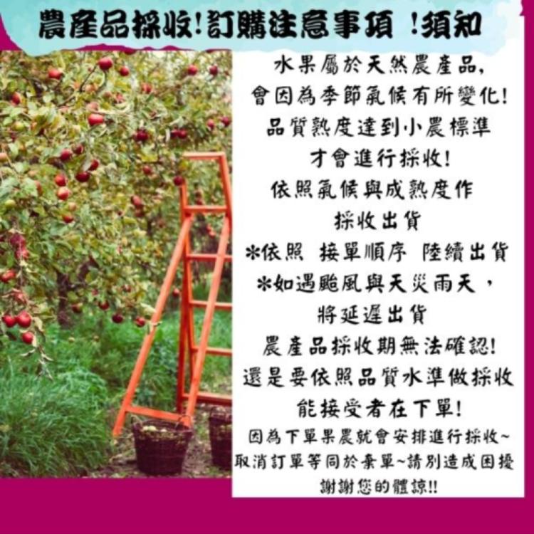 【緁迪水果】台東夏雪芒果(產地直送_芒果界的LV盛夏之金送禮推薦)