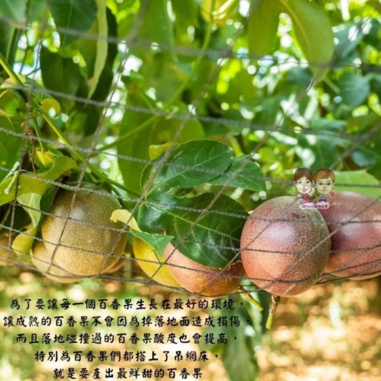 【緁迪水果】南投埔里頂級紫蜜百香果(百香果新寵兒)｜數量有限