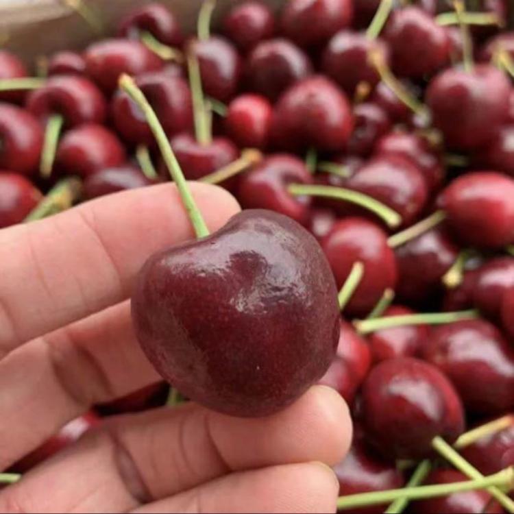 【緁迪水果】智利櫻桃3JD規格(2.5KG+-10%)原裝禮盒裝