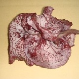 新鮮木耳(1斤) 網路價200元 愛合購優惠價150元